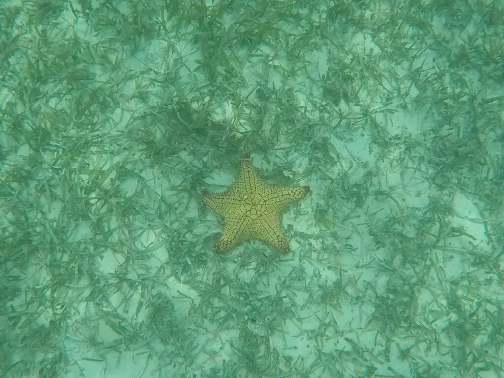 A starfish is floating in the water during a Belize Sailing Vacation.