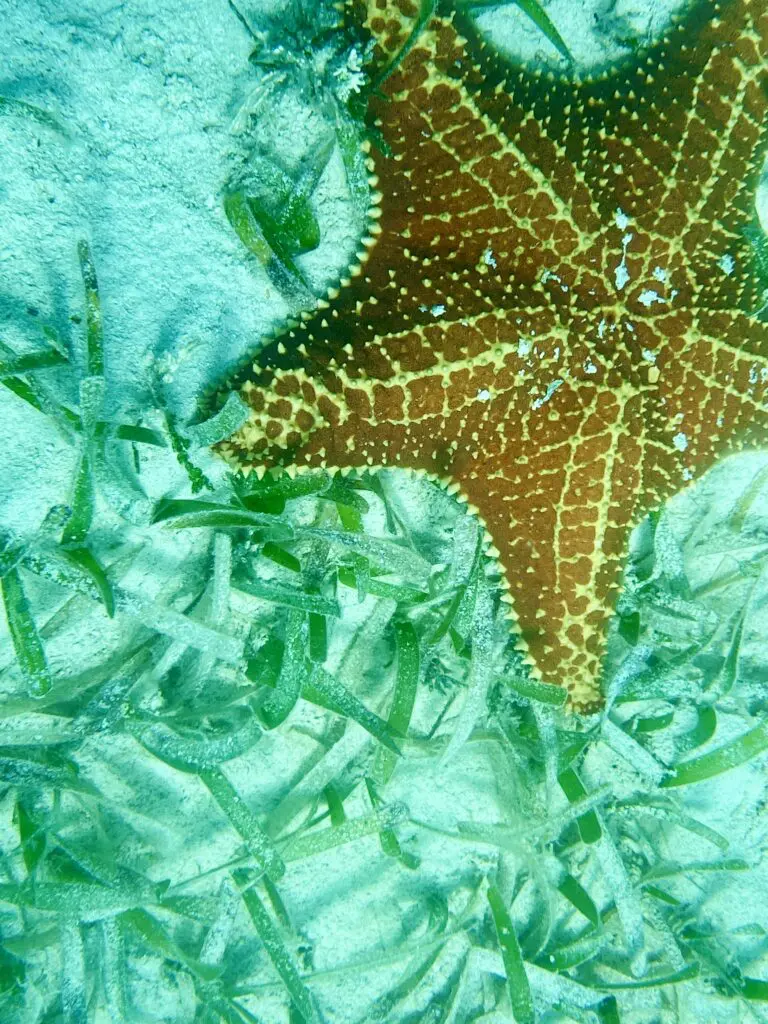 A starfish is peacefully resting on top of some lush green grass.
