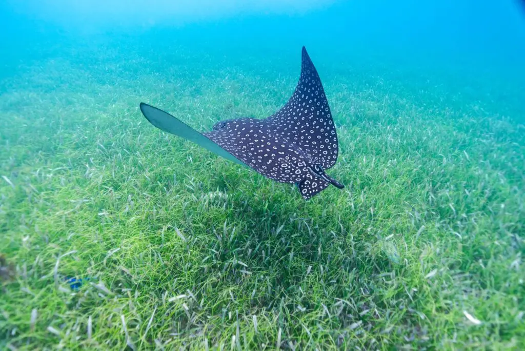 A black spotted ray gracefully swims through the lush grass during a Belize Sailing Vacation.